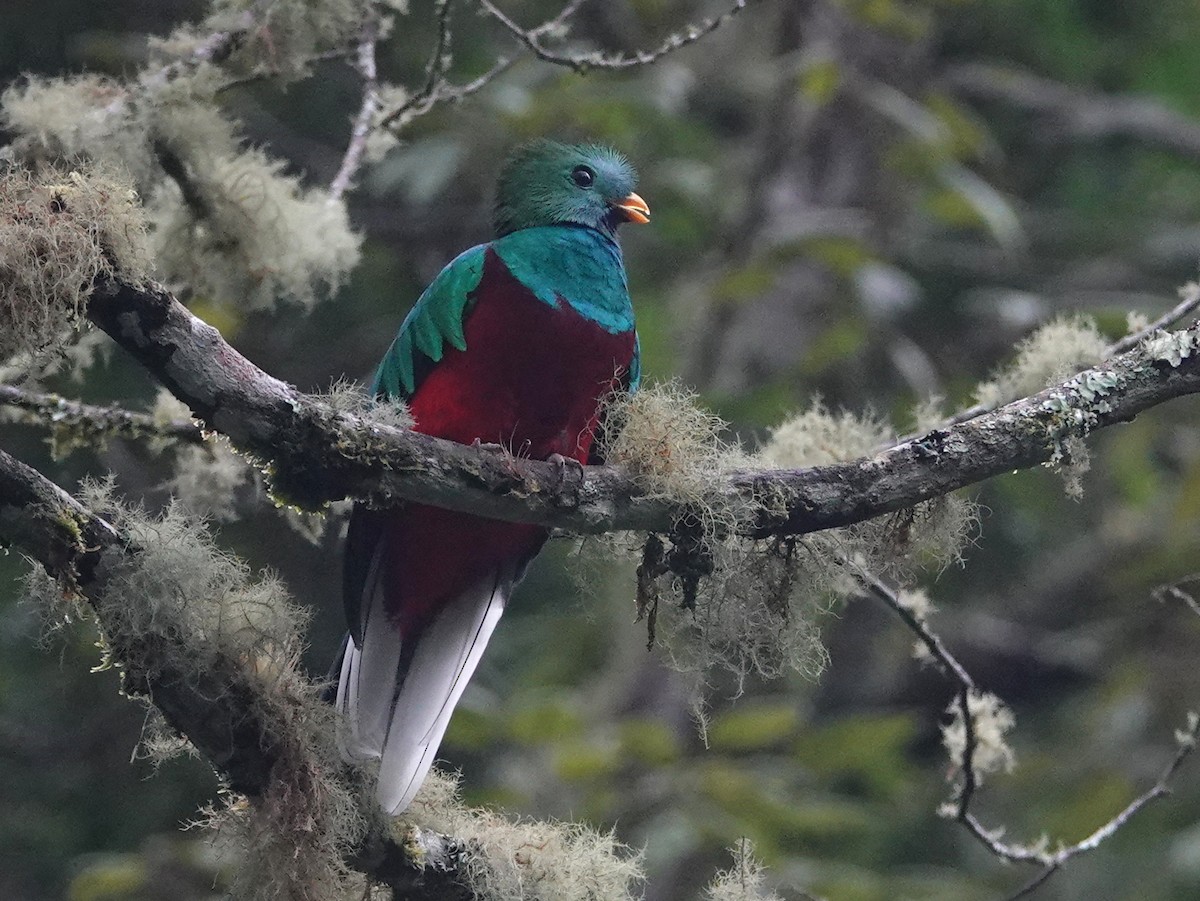 Resplendent Quetzal (Costa Rican) - ML646534588
