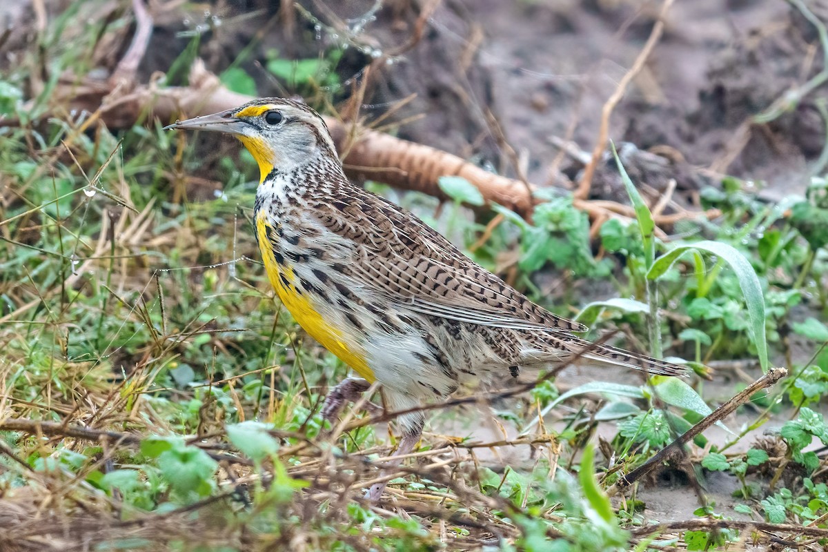 Wiesenstärling - ML646534589