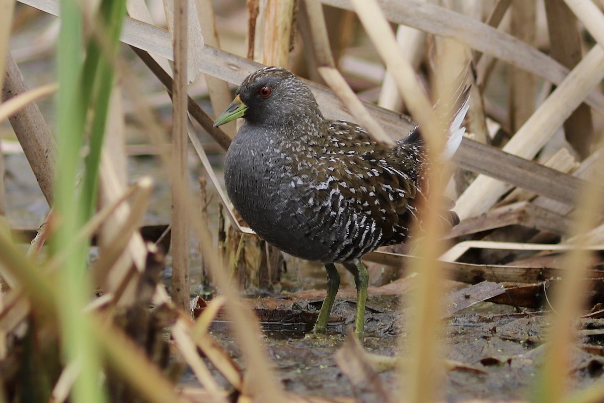 Australian Crake - ML646534590