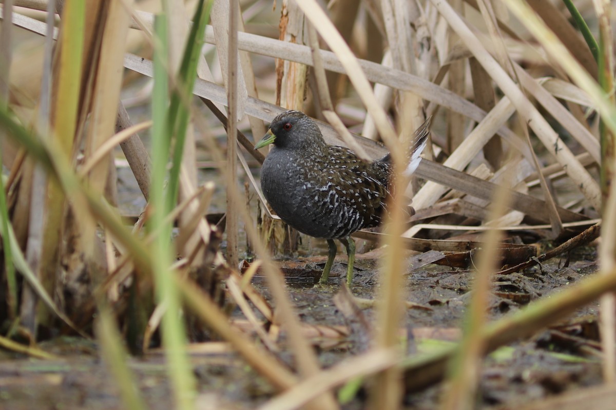 Australian Crake - ML646534591