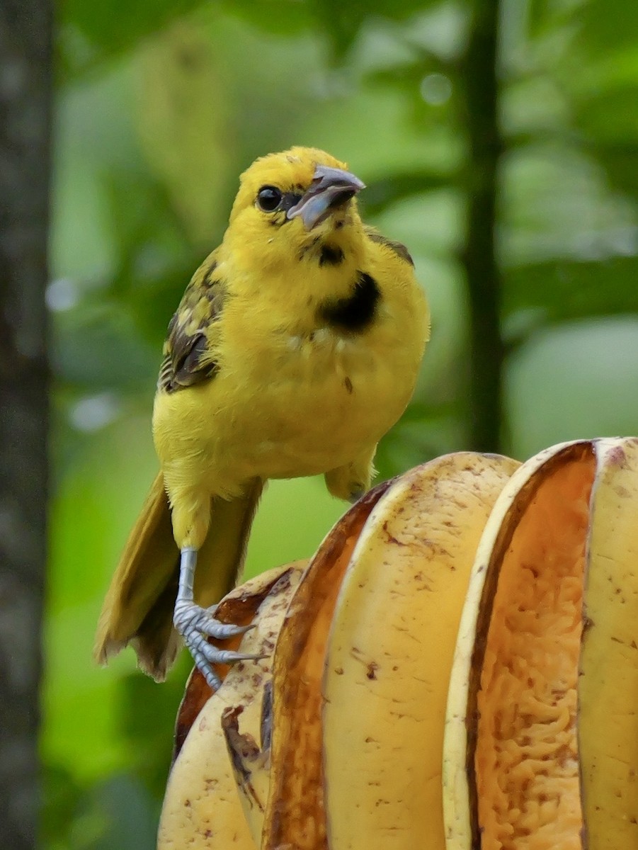Yellow-tailed Oriole - ML646534592