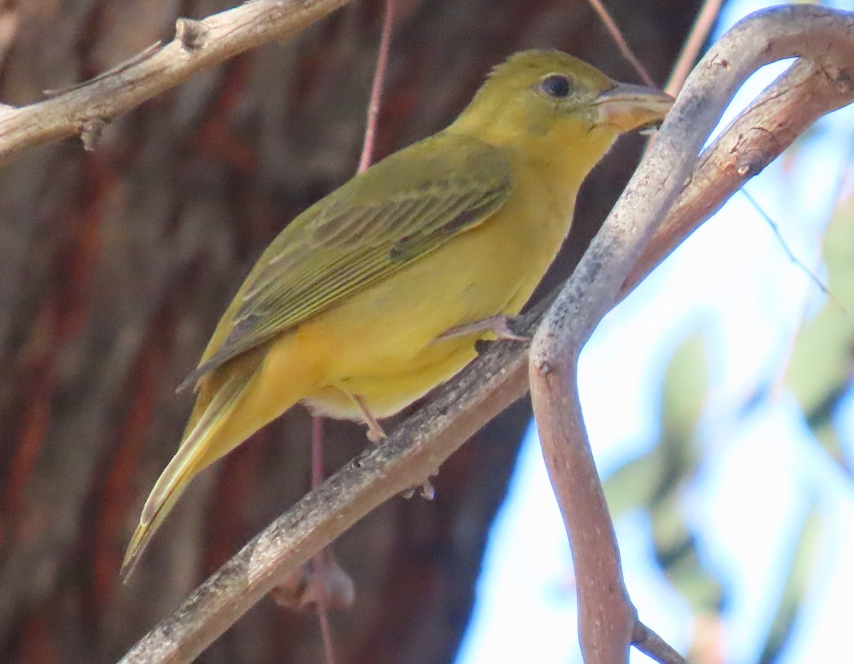 Piranga Roja - ML646534597