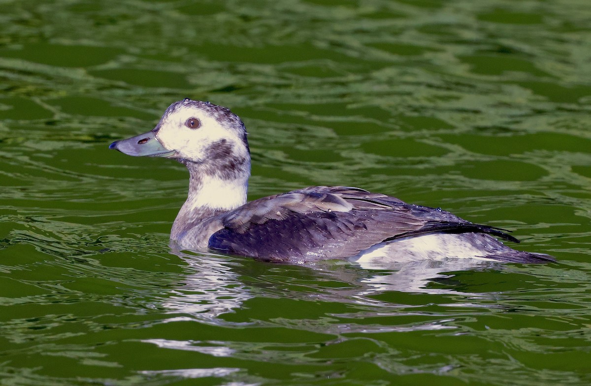 Long-tailed Duck - ML646534598
