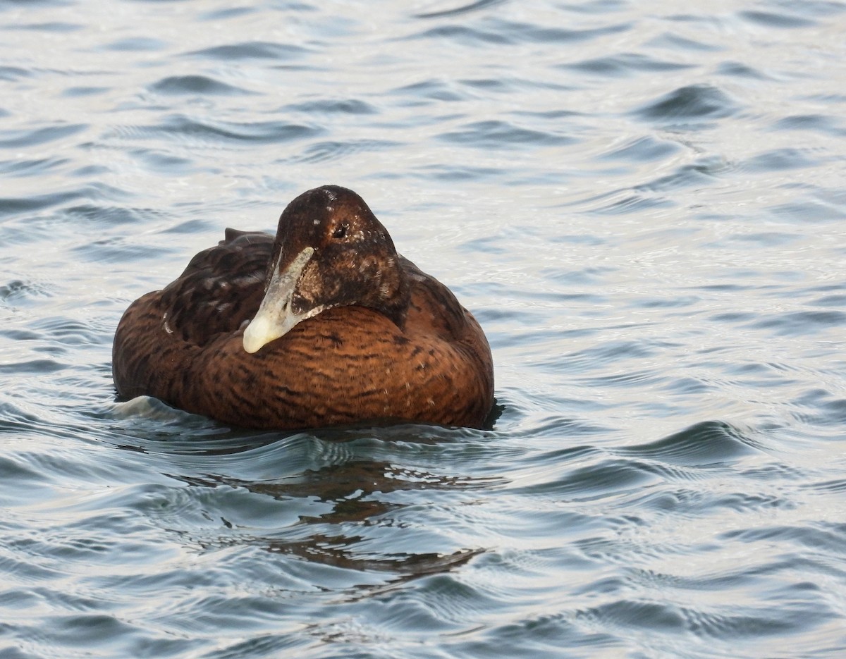 ホンケワタガモ - ML646534600