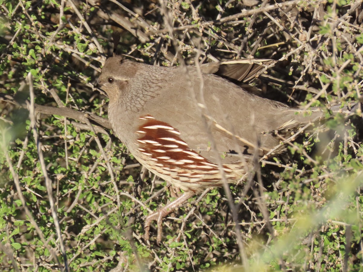 Gambel's Quail - ML646534601