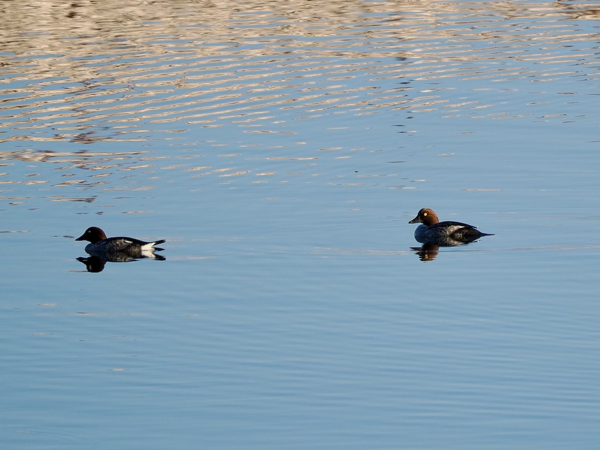 Porrón Osculado - ML646534605
