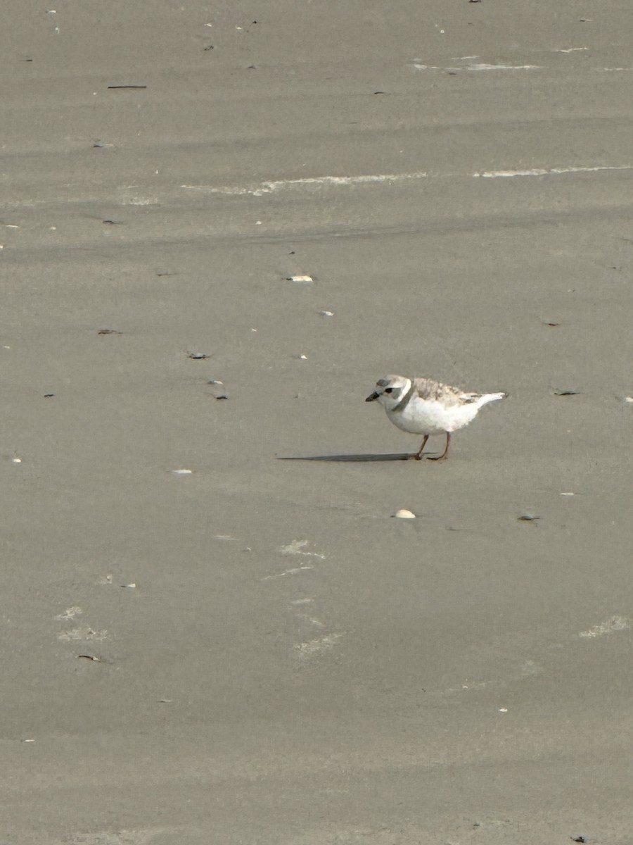 Piping Plover - ML646534607
