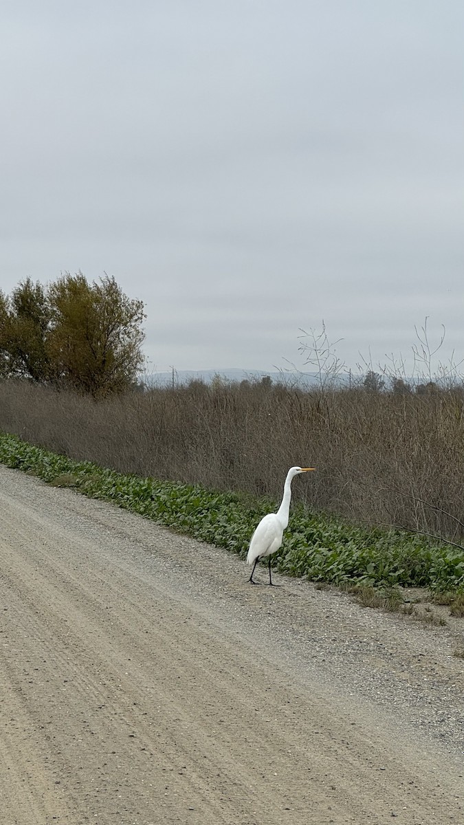 Great Egret - ML646534608