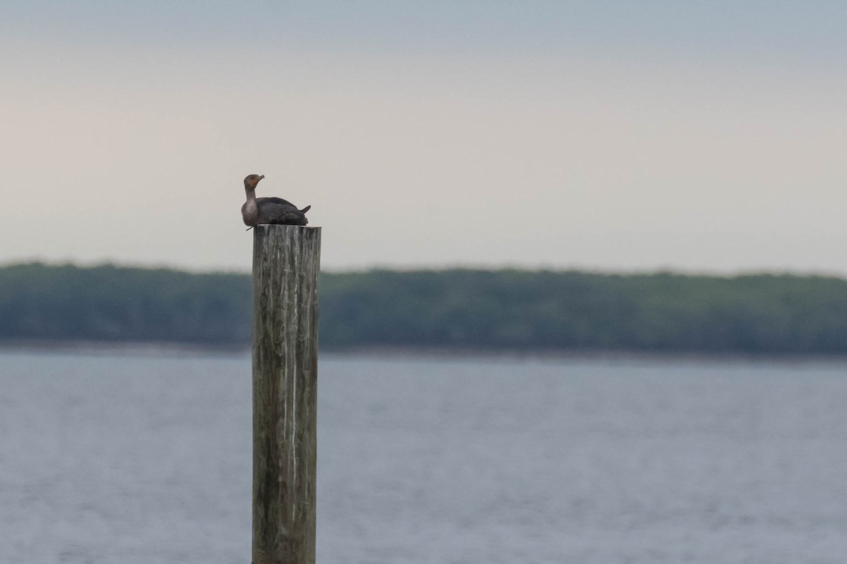 קורמורן אמריקני - ML646534610