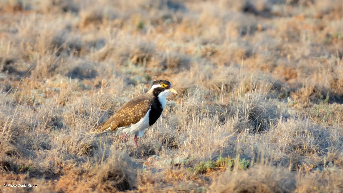 Banded Lapwing - ML646534612