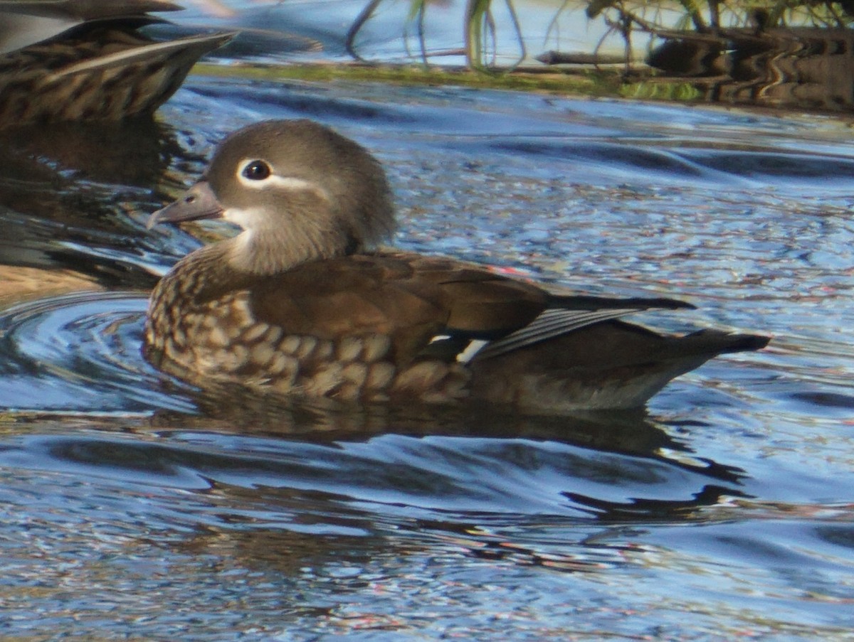 Mandarin Ördeği - ML646534616