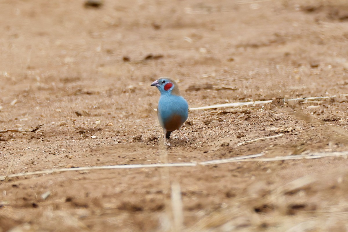 Red-cheeked Cordonbleu - ML646534620