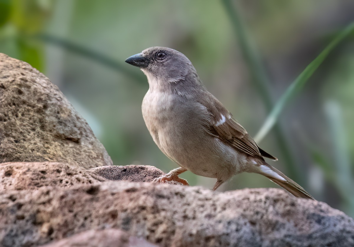 Gorrión Sudafricano - ML646534621