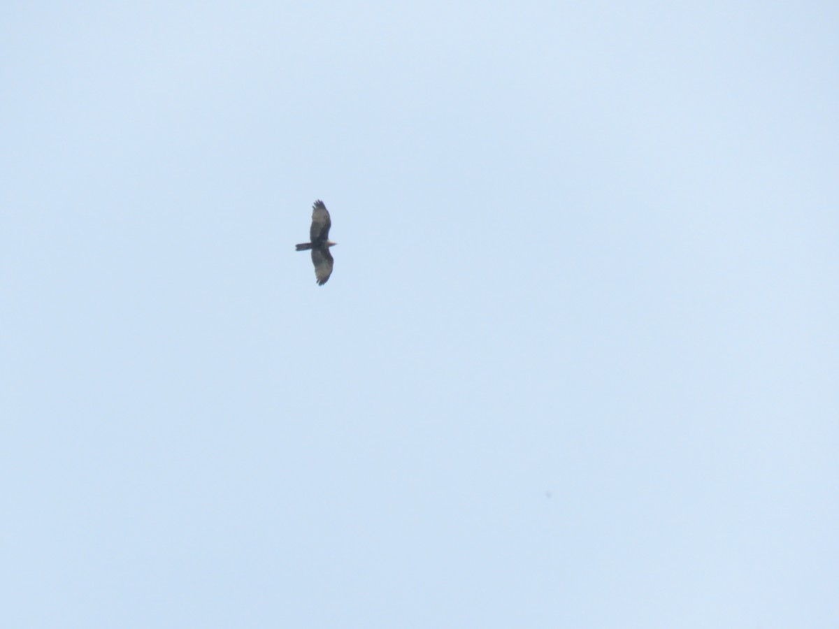 ハチクマ - ML646534623