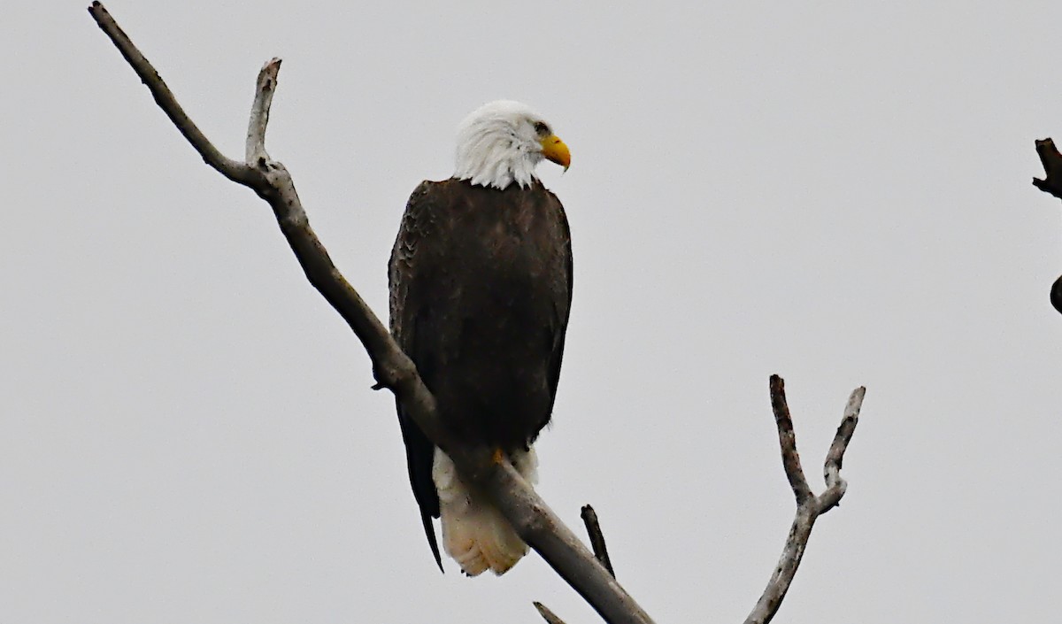 Bald Eagle - ML646534624