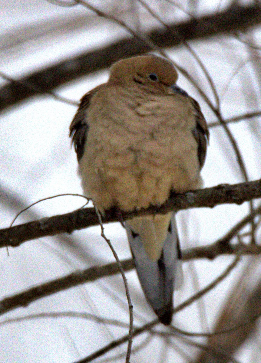 Mourning Dove - ML646534627