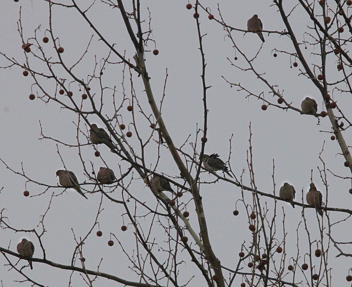 Mourning Dove - ML646534628