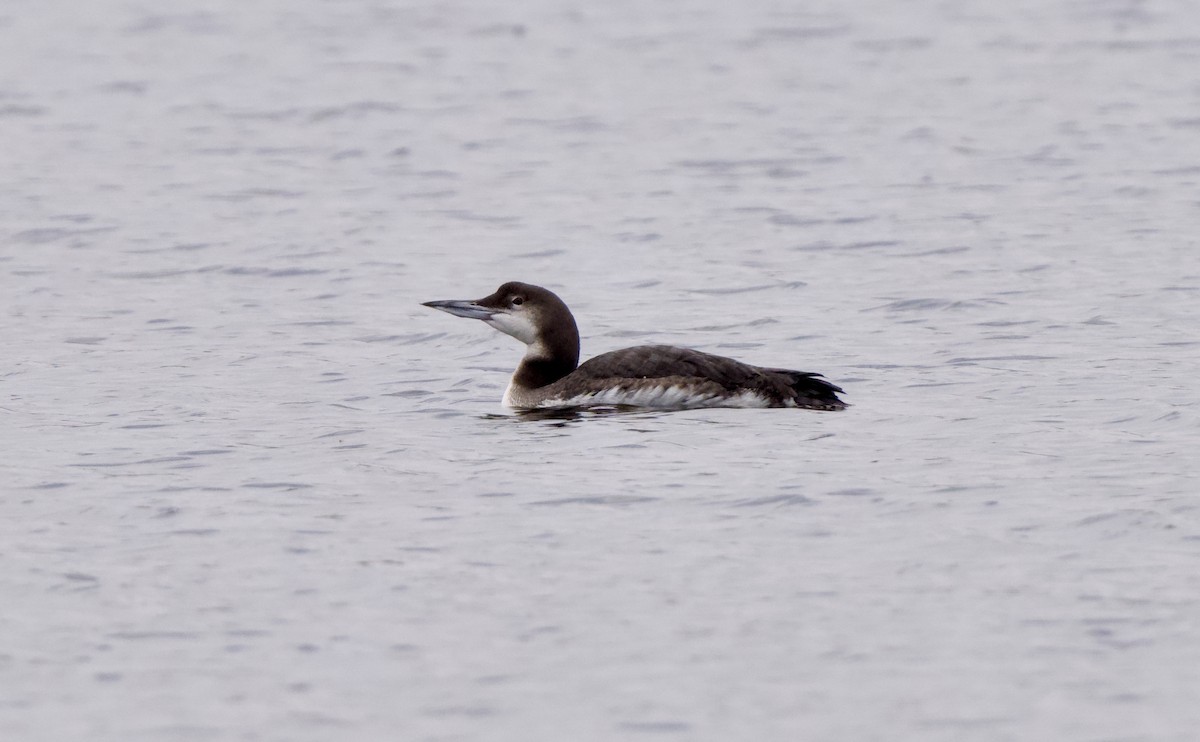 Common Loon - ML646534633