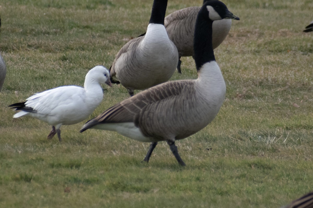 Гусь Росса - ML646534638