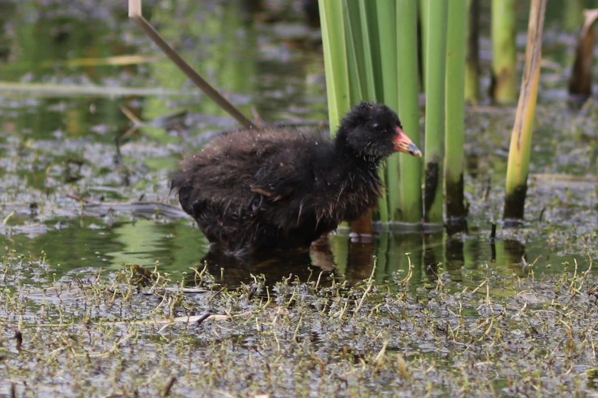 Тёмная камышница - ML646534645