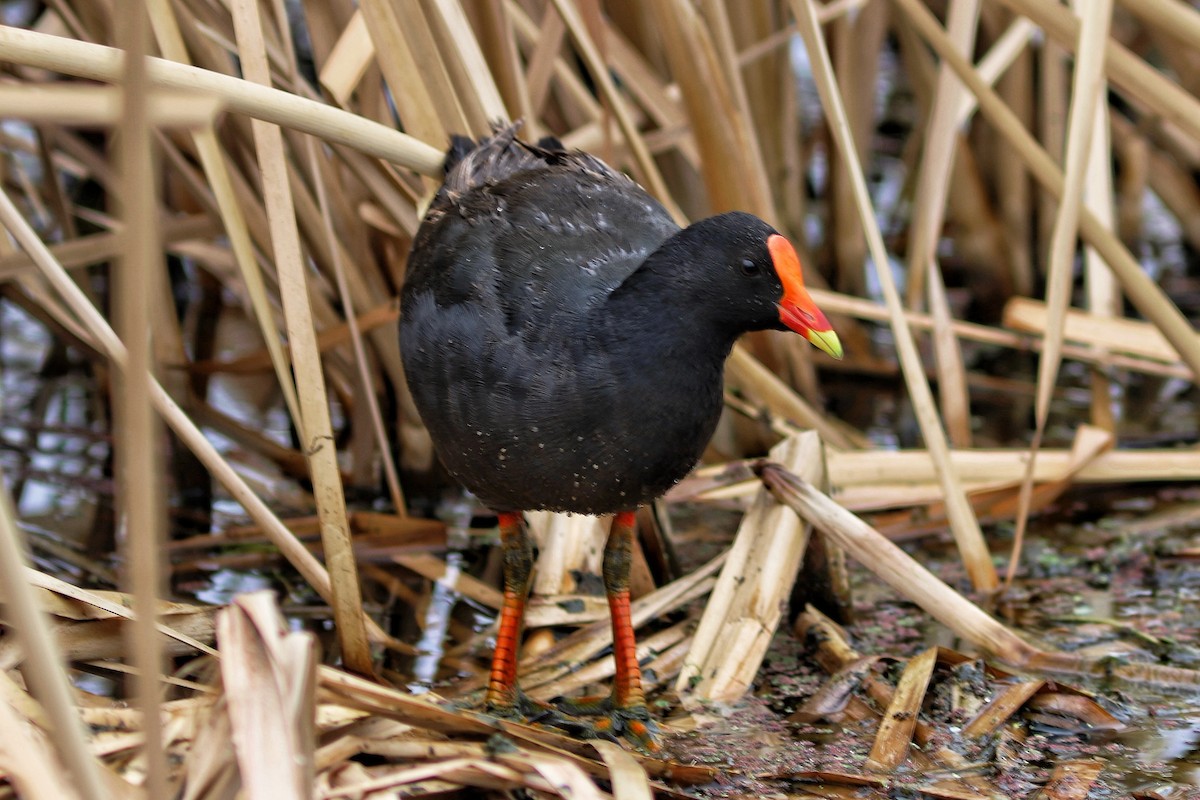 Тёмная камышница - ML646534646