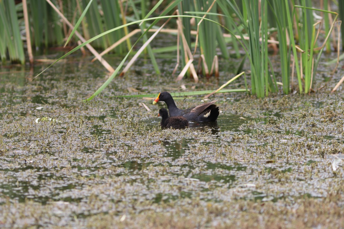 Тёмная камышница - ML646534647