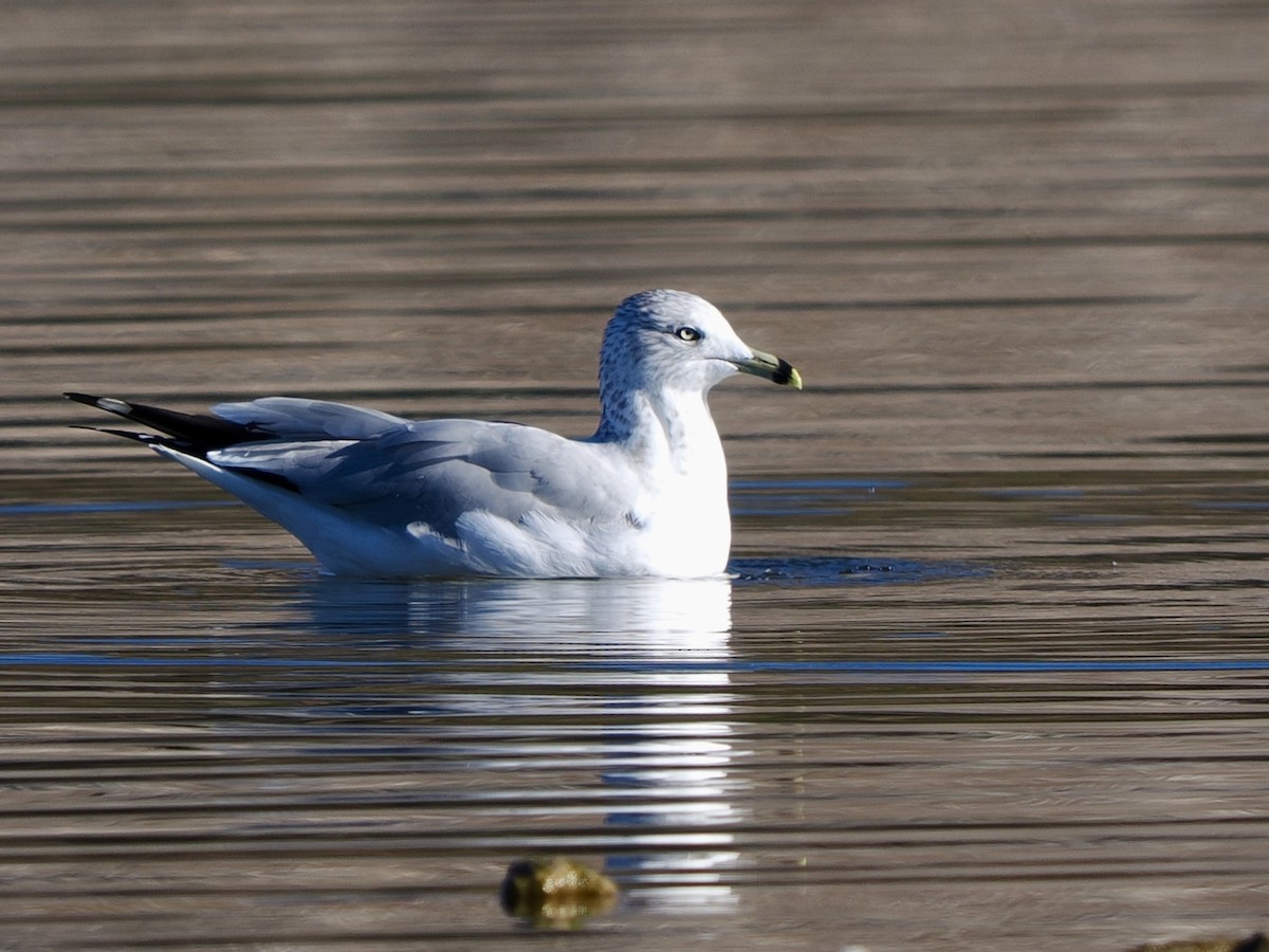 Делавэрская чайка - ML646534648