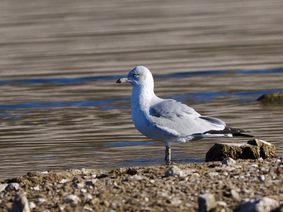 Делавэрская чайка - ML646534649