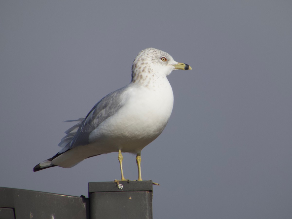 Делавэрская чайка - ML646534650