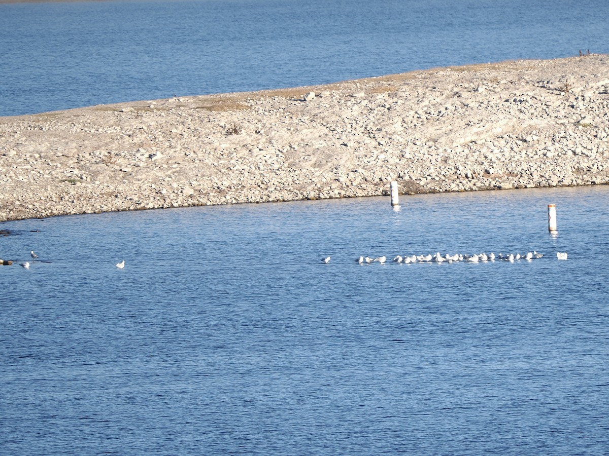 Делавэрская чайка - ML646534651