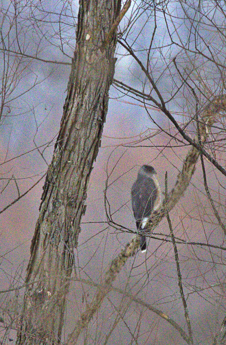 Куперов ястреб - ML646534653