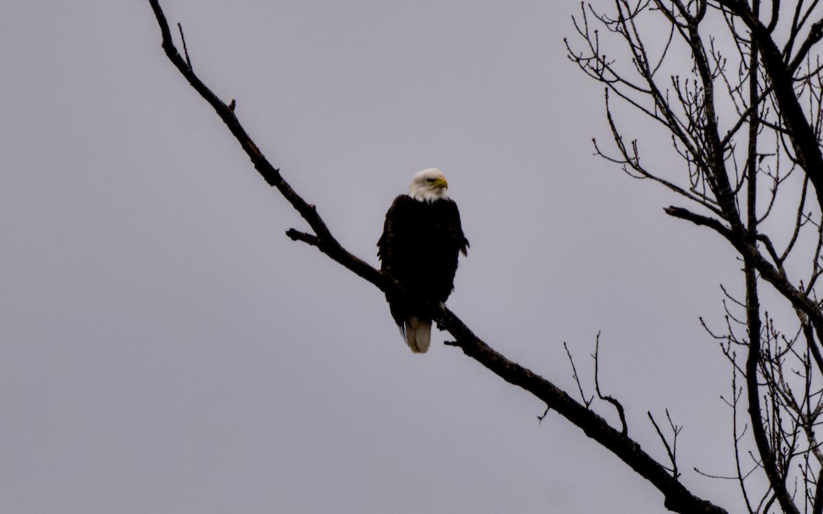 Bald Eagle - ML646534654