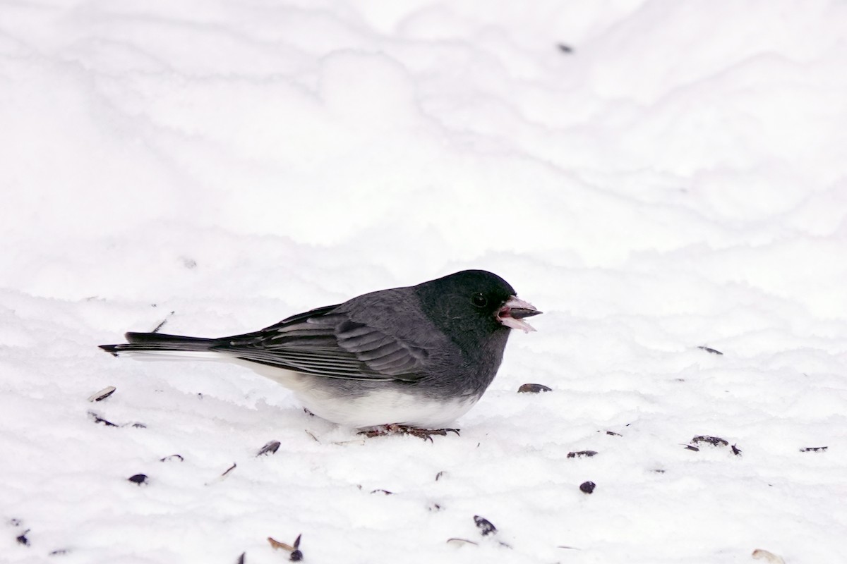 Серый юнко - ML646534655