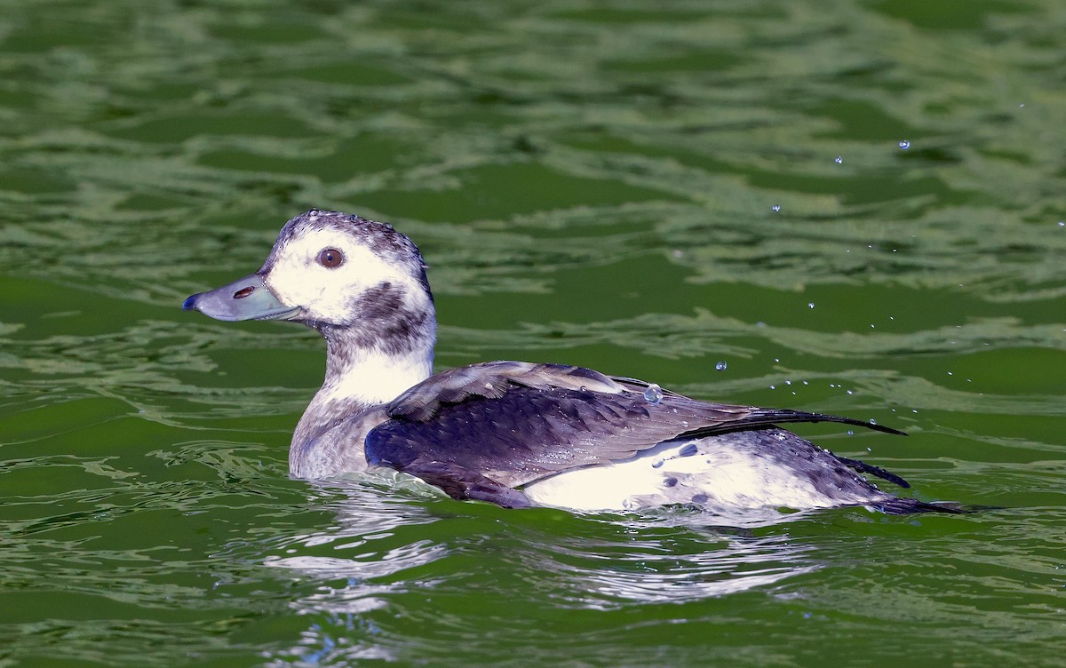 Long-tailed Duck - ML646534656