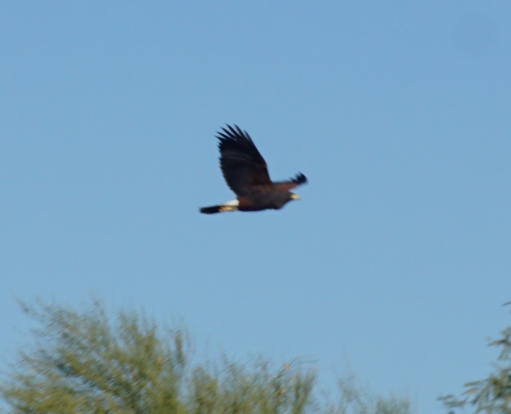 Орлиный канюк - ML646534657