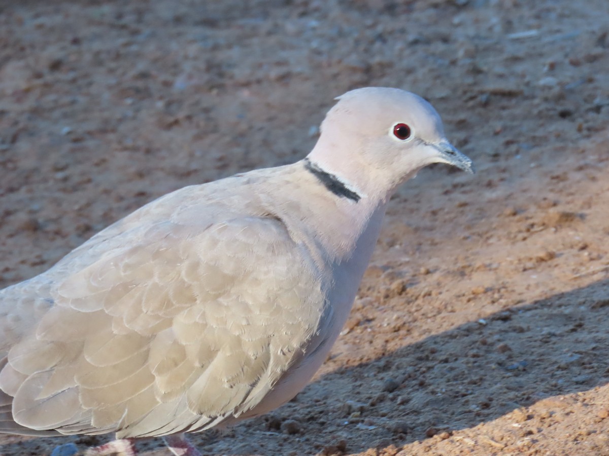 Кольчатая горлица - ML646534662