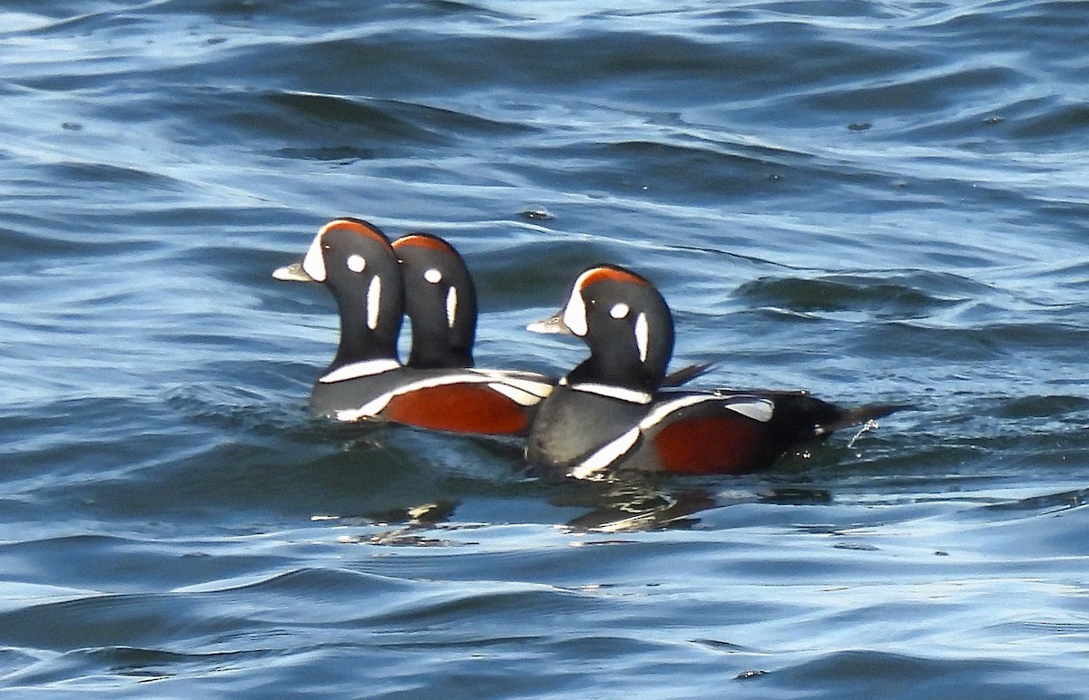 Harlequin Duck - ML646534663