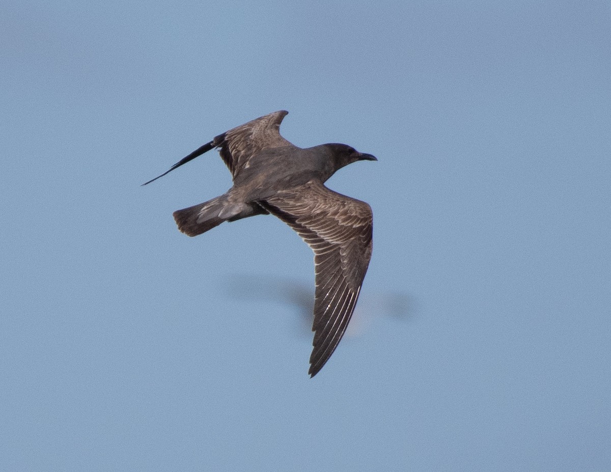 Серая чайка - ML646534664