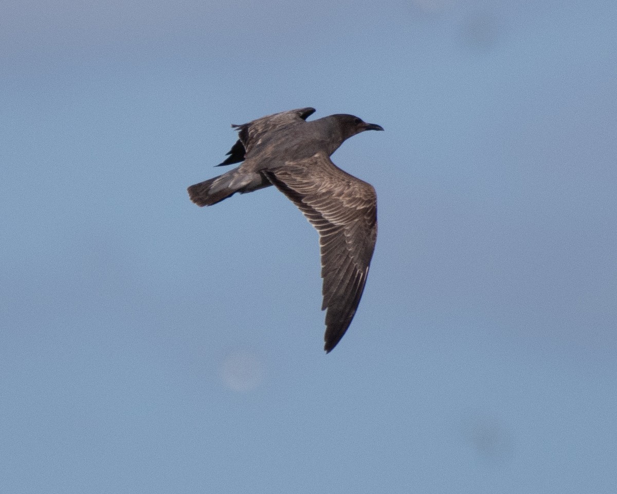 Серая чайка - ML646534665