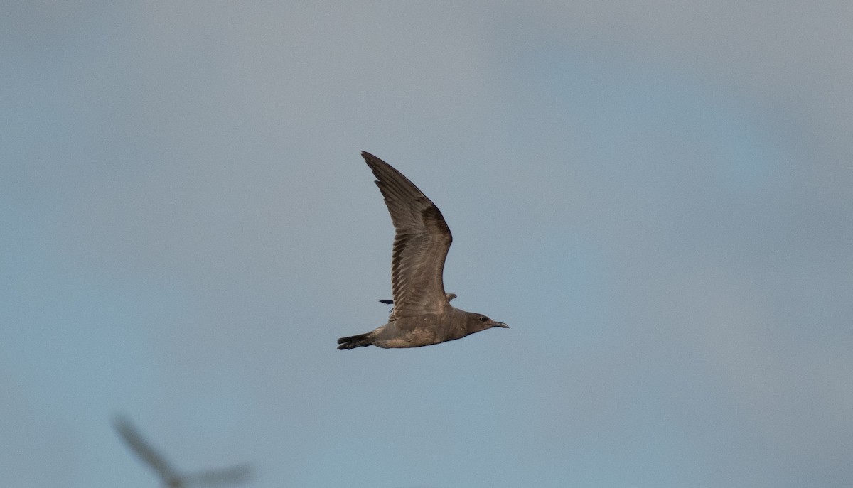 Серая чайка - ML646534666