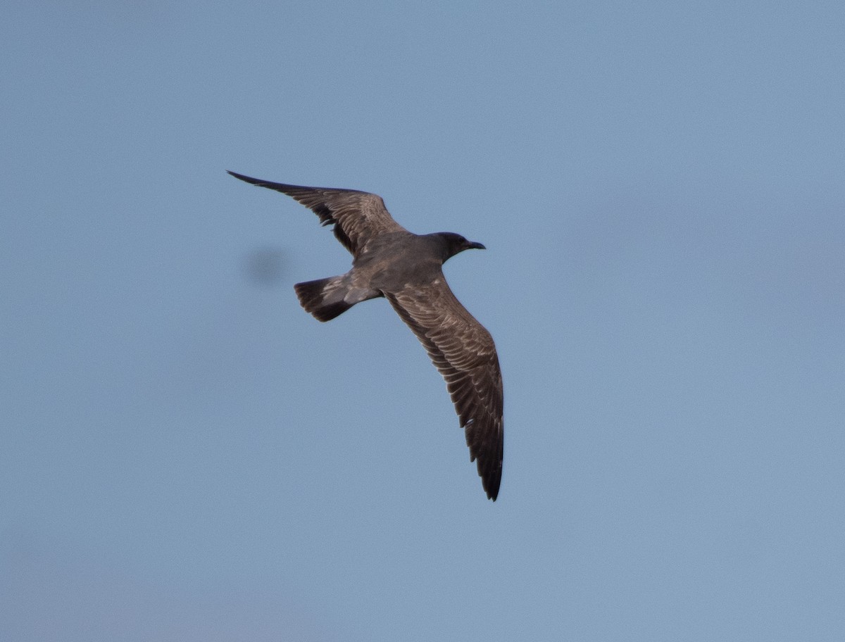 Серая чайка - ML646534667