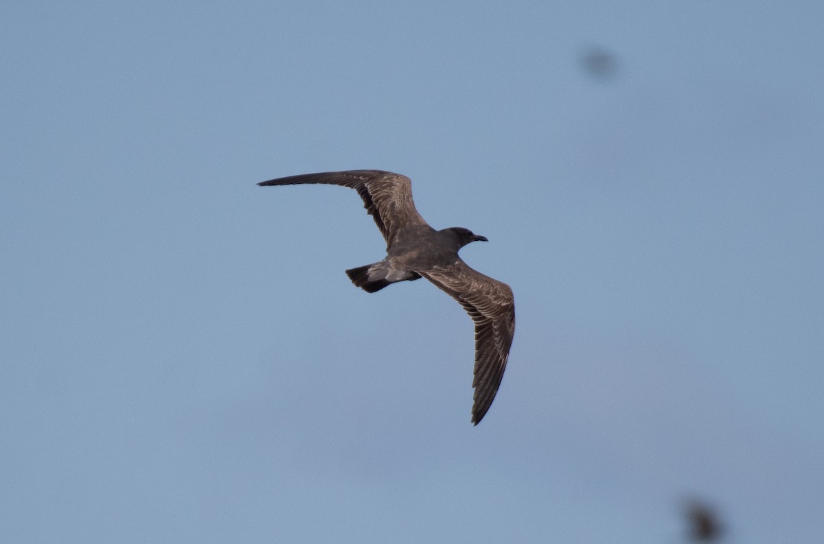 Серая чайка - ML646534668