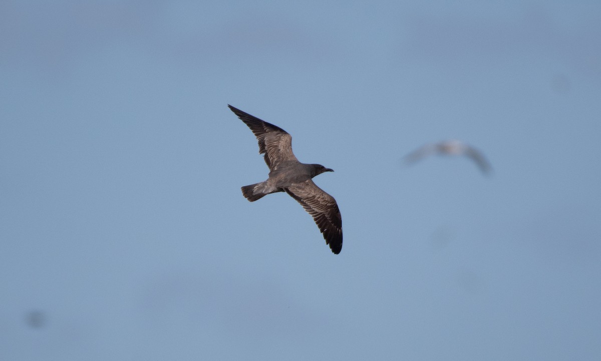 Серая чайка - ML646534669