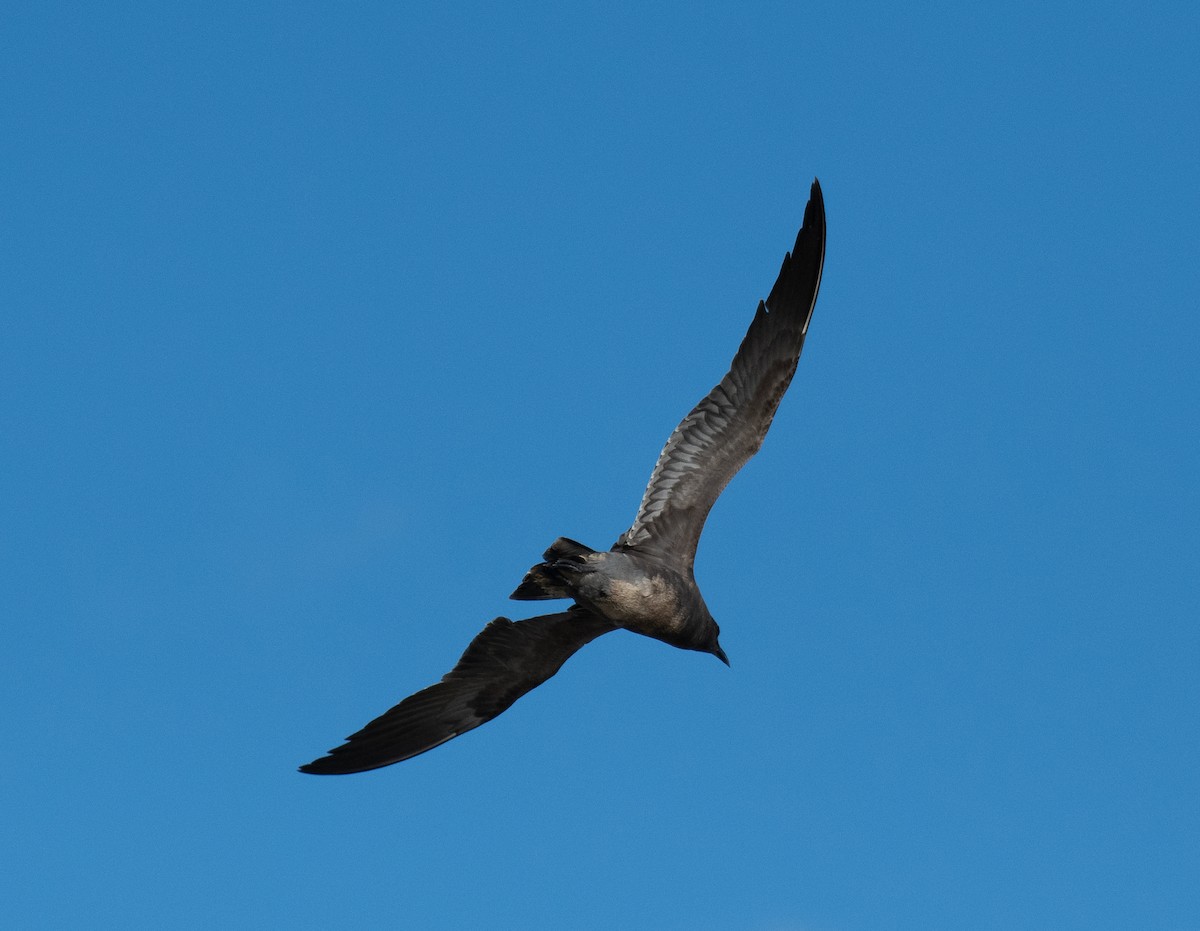 Серая чайка - ML646534670