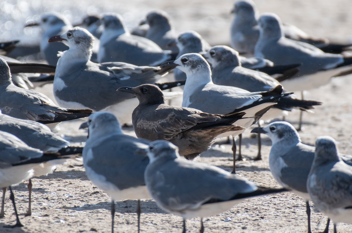 Серая чайка - ML646534671