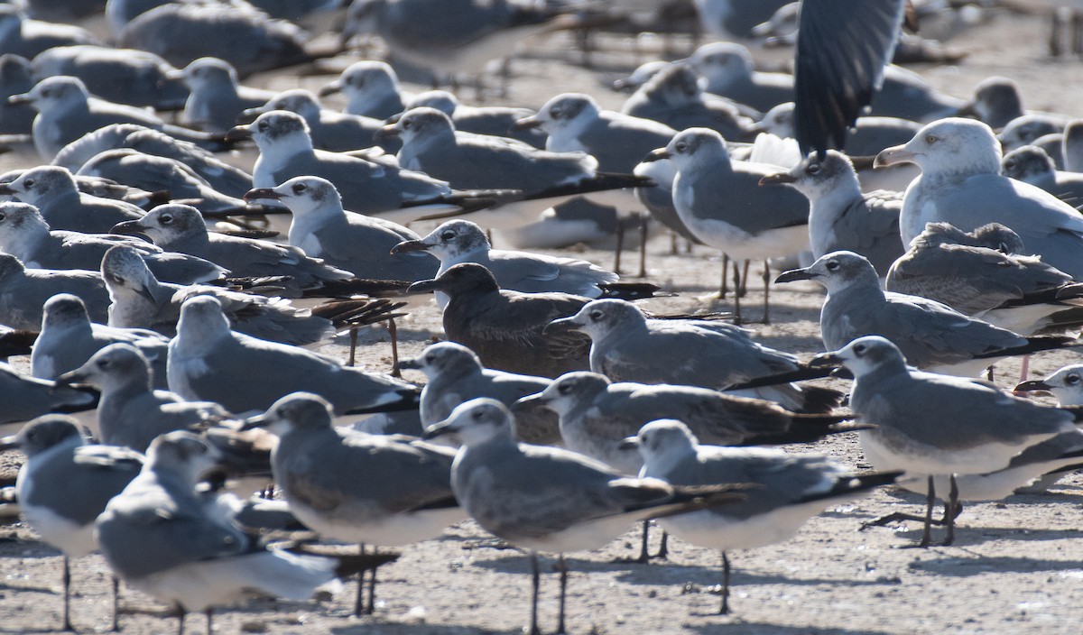 racek tmavý - ML646534672