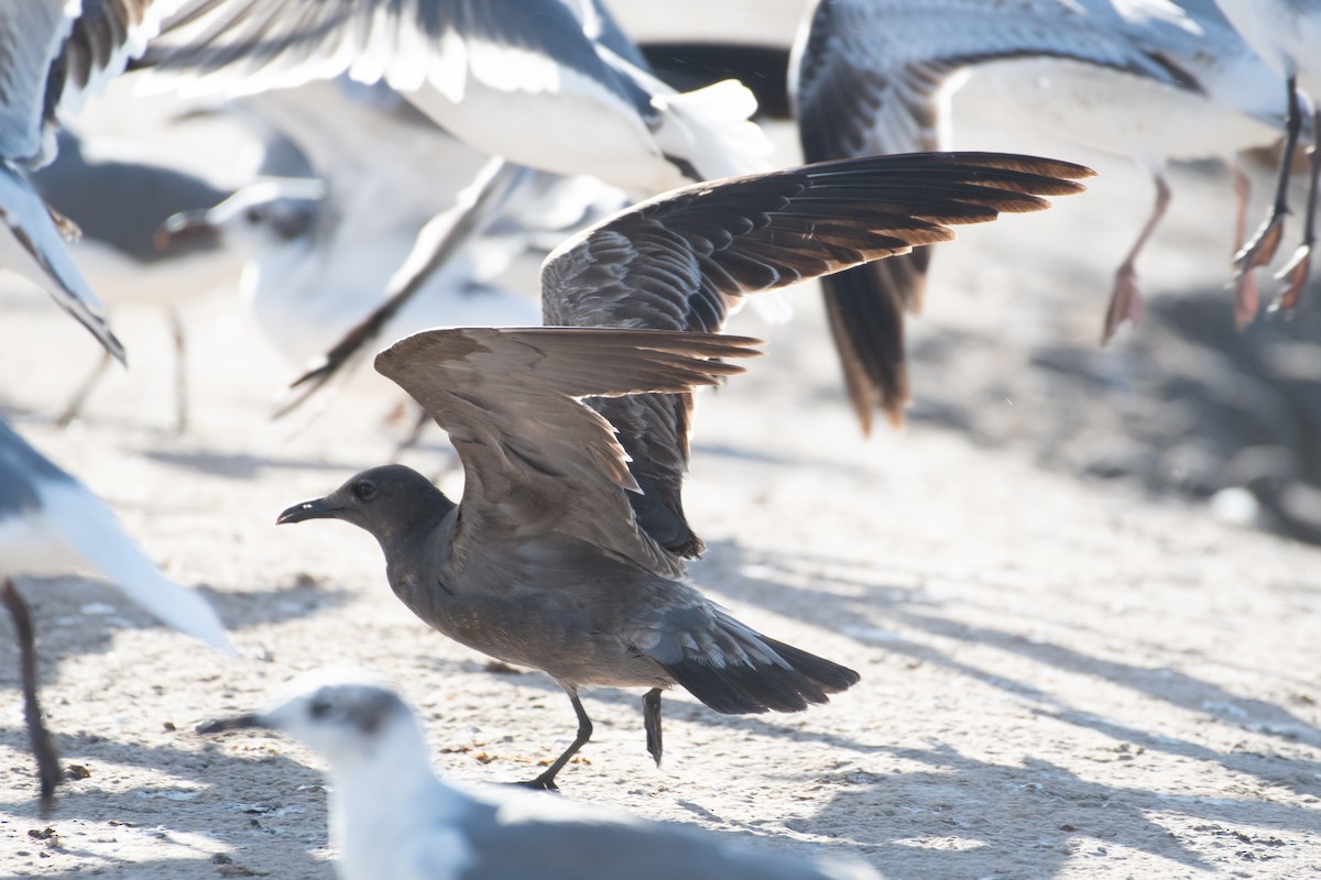 racek tmavý - ML646534673