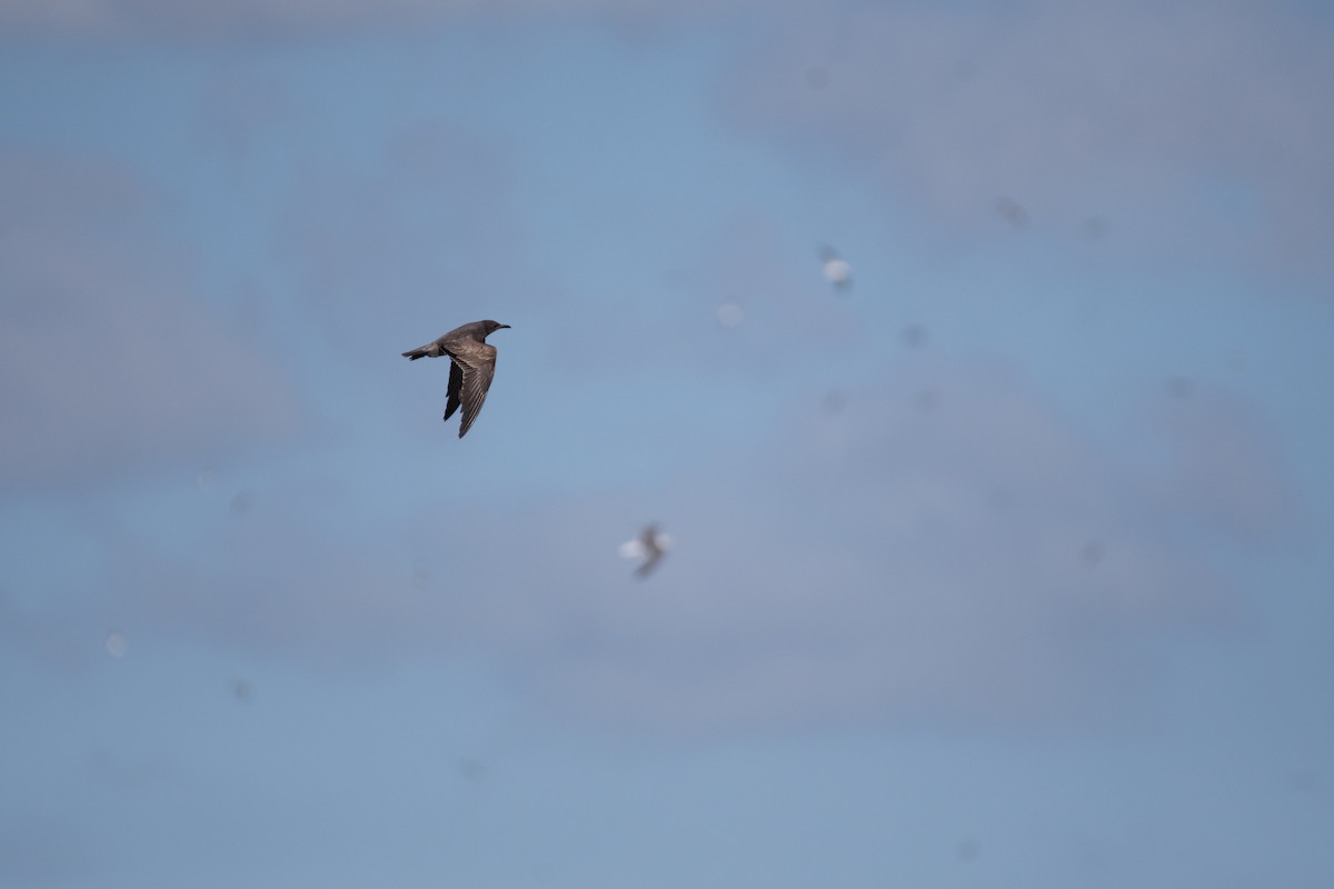 racek tmavý - ML646534674