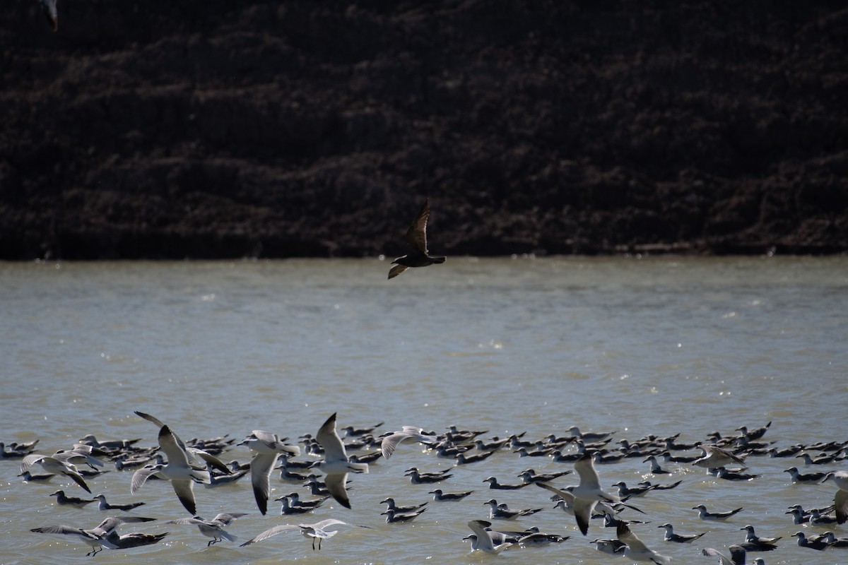 racek tmavý - ML646534675