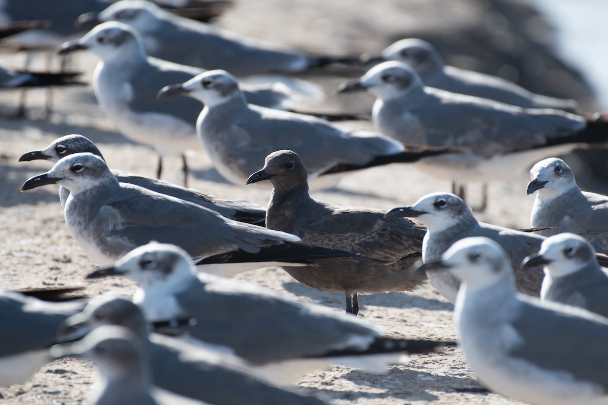 racek tmavý - ML646534676